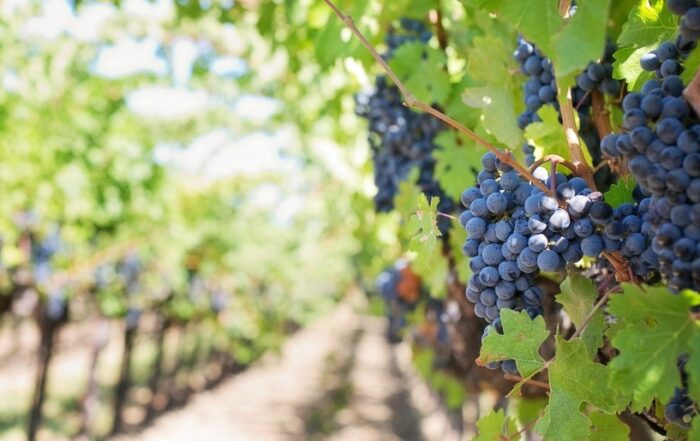 eurecat Coppereplace