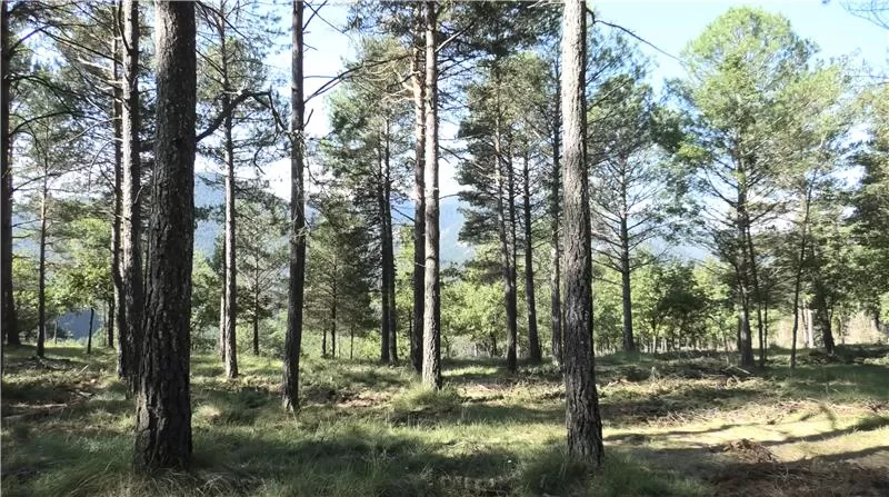 Eurecat Texwoods biomassa